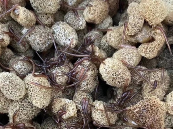 抖圈养殖技术经验和技巧浅谈