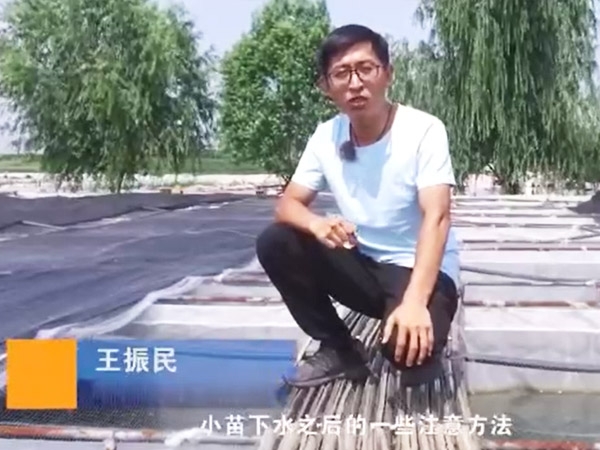 抖圈幼苗下水后确把稳和操作