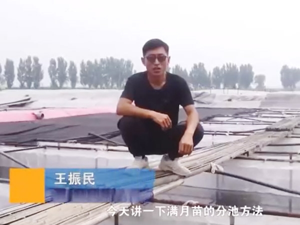 抖圈满月苗的分池步骤