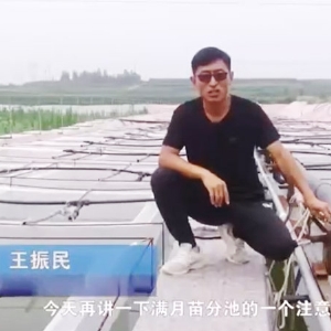 抖圈满月苗确当苦衷项