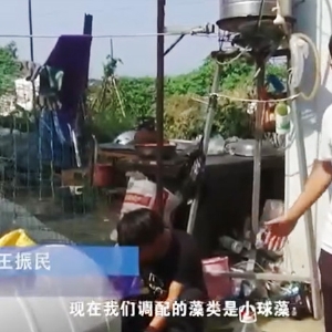 用药治理-幼球藻使用