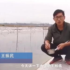 抖圈干枯病产生涯法规及防治步骤